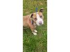Adopt Bob Barker a Brown/Chocolate Mixed Breed (Small) / Mixed Breed (Medium) /