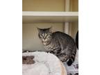 Adopt Ursula a Gray or Blue Domestic Shorthair / Mixed Breed (Medium) / Mixed