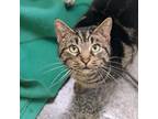 Adopt Emma a Brown Tabby Domestic Shorthair / Mixed Breed (Medium) / Mixed