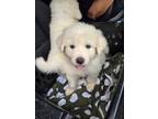 Adopt Snowy a White Great Pyrenees / Mixed dog in Appling, GA (41517946)