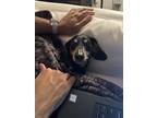 Adopt Milo Tobias a Black - with Tan, Yellow or Fawn Dachshund / Mixed dog in