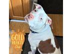 Adopt Hogan a White American Pit Bull Terrier / Mixed Breed (Medium) / Mixed