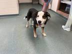 Adopt Elmo a Brown/Chocolate Mixed Breed (Small) / Mixed Breed (Medium) / Mixed