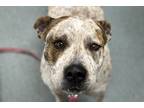 Adopt Honeysuckle a Brown/Chocolate Australian Cattle Dog / Mixed Breed (Medium)