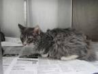 Adopt Mila a Gray or Blue Domestic Mediumhair / Mixed Breed (Medium) / Mixed
