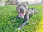 Adopt FRITZ a Merle American Pit Bull Terrier / Mixed Breed (Medium) / Mixed