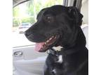Adopt MAGGIE a Black Shepherd (Unknown Type) / Labrador Retriever / Mixed (short