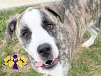 Adopt Clarabell a Brindle Mixed Breed (Small) / Mixed Breed (Medium) / Mixed