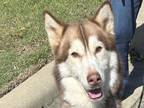 Adopt Flaco a White Mixed Breed (Small) / Mixed Breed (Medium) / Mixed (short