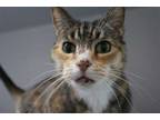 Adopt Ruthie a White Domestic Shorthair / Mixed Breed (Medium) / Mixed (short