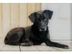 Adopt Ebony a Black Labrador Retriever / Catahoula Leopard Dog / Mixed (short