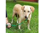 Adopt Ivory a Tan/Yellow/Fawn Labrador Retriever / Catahoula Leopard Dog / Mixed