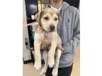 Adopt 2 a Brindle Alaskan Klee Kai / Mixed Breed (Medium) / Mixed (short coat)