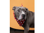 Adopt Pepsi a Black American Pit Bull Terrier / Mixed Breed (Medium) / Mixed