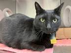Adopt Cross a All Black Domestic Shorthair / Mixed Breed (Medium) / Mixed (short