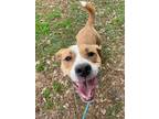 Adopt Brody a Brown/Chocolate Golden Retriever / Beagle / Mixed (short coat) dog