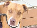 Adopt Holly a Brindle Mixed Breed (Small) / Mixed Breed (Medium) / Mixed (short