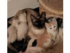 Adopt Isabeau a Cream or Ivory Siamese / Mixed Breed (Medium) / Mixed (short