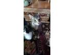 Adopt Primrose a Brown Tabby Domestic Shorthair / Mixed Breed (Medium) / Mixed