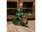 Adopt Victoria a Brown Tabby Domestic Shorthair / Mixed Breed (Medium) / Mixed