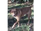 Adopt Socks a Brindle Golden Retriever / Mixed Breed (Medium) / Mixed (short