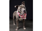 Adopt Drew a Brown/Chocolate American Pit Bull Terrier / Mixed Breed (Medium) /
