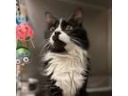 Adopt Marley a All Black Domestic Longhair / Mixed Breed (Medium) / Mixed (short