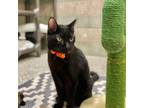 Adopt Marv a All Black Domestic Shorthair / Mixed Breed (Medium) / Mixed (short