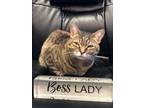 Adopt Carmela a Gray or Blue Domestic Shorthair / Mixed Breed (Medium) / Mixed