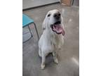 Adopt Toby a White Great Pyrenees / Mixed Breed (Medium) / Mixed (short coat)