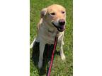 Adopt Rocky a Red/Golden/Orange/Chestnut Labrador Retriever / Mixed Breed