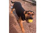 Adopt Linda a Black German Shepherd Dog / Mixed Breed (Medium) / Mixed (short