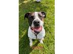 Adopt Vincent a White American Pit Bull Terrier / Mixed (short coat) dog in