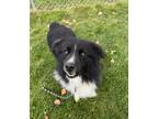 Adopt Cash a Black Australian Shepherd / Mixed Breed (Medium) / Mixed (short