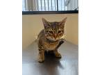 Adopt Zeke a Brown Tabby Domestic Shorthair / Mixed Breed (Medium) / Mixed