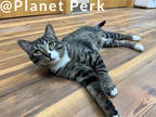 Adopt Max a Brown Tabby Domestic Shorthair / Mixed Breed (Medium) / Mixed (short