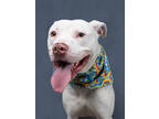 Adopt Ox a White American Pit Bull Terrier / Mixed Breed (Medium) / Mixed (short