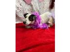 Adopt Millie a White Australian Cattle Dog / Mixed Breed (Medium) / Mixed (short