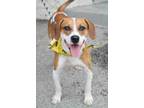 Adopt Blake a Brown/Chocolate Beagle / Hound (Unknown Type) / Mixed (short coat)