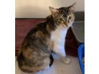 Adopt Magnolia a Orange or Red Domestic Shorthair / Mixed Breed (Medium) / Mixed