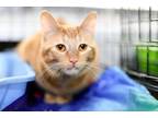 Adopt Hinata a Orange or Red Domestic Shorthair / Mixed Breed (Medium) / Mixed