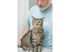 Adopt Crash a All Black Domestic Shorthair / Mixed Breed (Medium) / Mixed (short