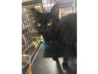 Adopt Skater a All Black Domestic Shorthair / Mixed Breed (Medium) / Mixed