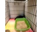 Adopt Audra a White Domestic Shorthair / Mixed Breed (Medium) / Mixed (short