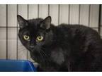 Adopt Ham Sandwich a All Black Domestic Shorthair / Mixed Breed (Medium) / Mixed