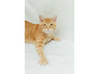Adopt Goofy a Orange or Red Domestic Shorthair / Mixed Breed (Medium) / Mixed