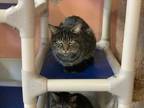 Adopt Teeter a Gray or Blue Domestic Shorthair / Mixed Breed (Medium) / Mixed