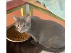 Adopt Pasha a Gray or Blue Domestic Shorthair / Mixed Breed (Medium) / Mixed