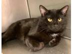 Adopt Winter a All Black Domestic Shorthair / Mixed Breed (Medium) / Mixed