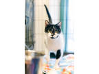 Adopt Heidi a All Black Domestic Shorthair / Mixed Breed (Medium) / Mixed (short